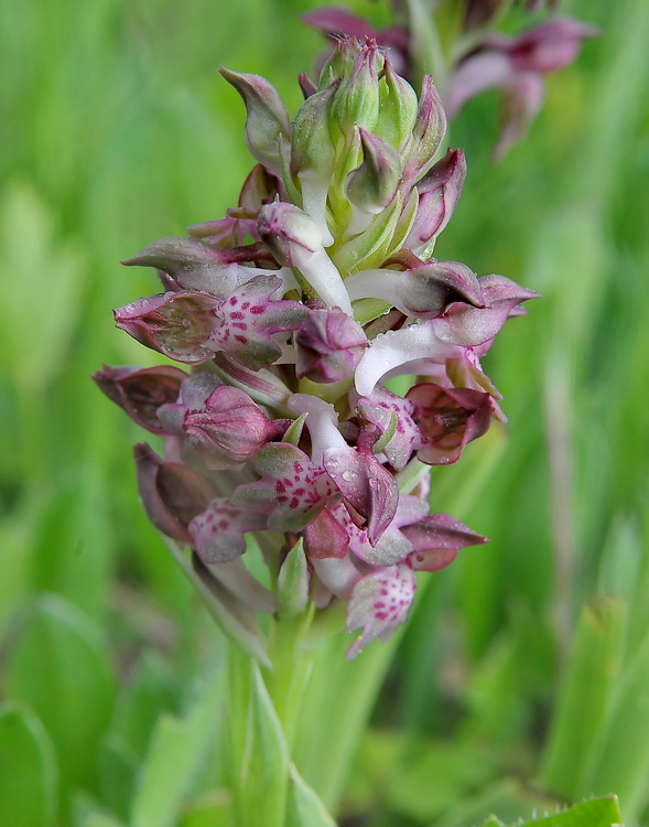 Orchidee del Chianti 2009